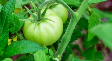 Odrůda rajčat altajské mistrovské dílo