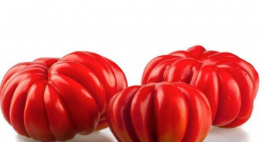 Americká odrůda žebrovaných rajčat