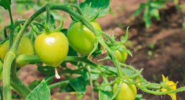 Odrůda rajčat danko