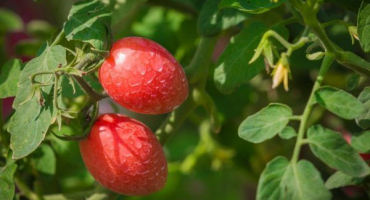 Odrůda rajčat de barao červená