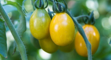 Odrůda rajčat de barao