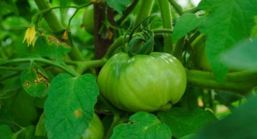 Divoká růže odrůda rajčat