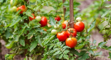 Odrůda rajčat vévodkyně příchuti f1