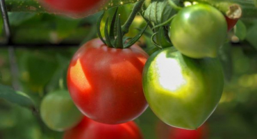 Odrůda rajčat jubilejní tarasenko