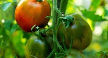 Odrůda rajčat princ