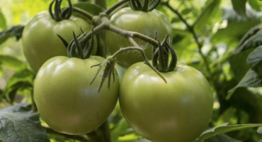 Odrůda rajčat labrador