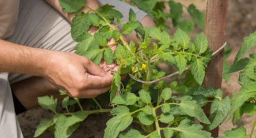 Rajče odrůda petržel zahradník