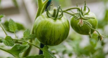 Rajčatová odrůda pruhovaná čokoláda