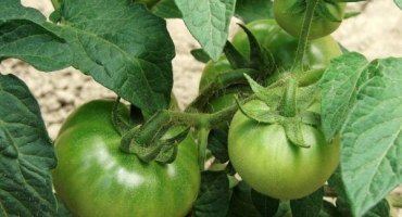 Odrůda rajčat robs