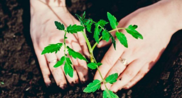 Odrůda rajčat ruské velikosti