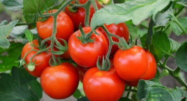 Odrůda rajčat spasskaya věž