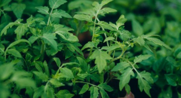 Hádanka odrůdy rajčat