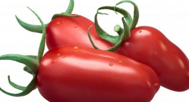 Odrůda rajčat gigolo