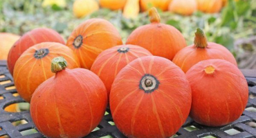 Odrůda oříškové dýně: vlastnosti, výsadba a péče