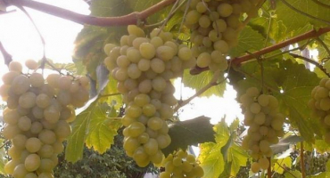 Odrůda augustine: popis a tipy pro pěstování