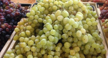 Odrůda hroznů monarch