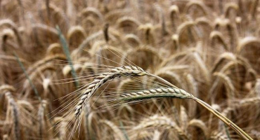 Odrůdy a technologie pěstování ozimého žita, výnos a doba setí