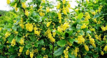 Odrůdy a druhy dřišťálu s popisem a charakteristikou, výběr pro regiony