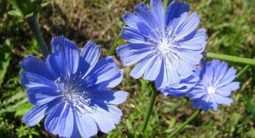 Odrůdy a druhy čekanky, jejich popis, užitné vlastnosti a použití