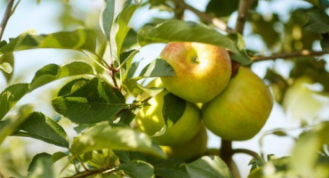 Odrůdy jablek pro ural - přehled toho nejlepšího