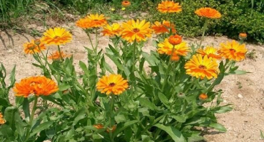 Odrůdy měsíčku s popisem, způsoby pěstování a množení