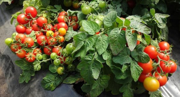 Odrůdy nízko rostoucích rajčat pro otevřenou půdu bez sevření