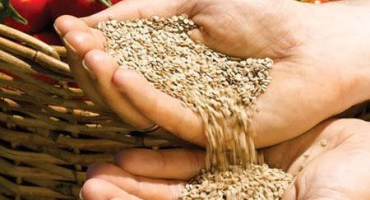 Odrůdy nejlepších a nejproduktivnějších rajčat pro ural ve skleníku