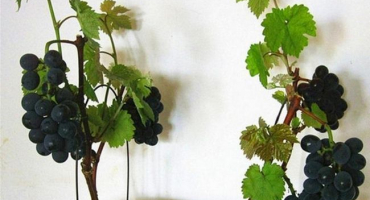 Odrůdy vinné révy pro pěstování v bytě a domácí péči