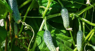 Odrůdové vlastnosti okurky sigurd