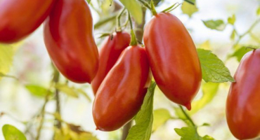 Odrůdové vlastnosti rajčat kaspar