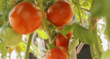 Odrůdová charakteristika rajčatové lyrice