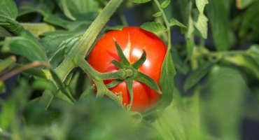 Odrůdové vlastnosti rajčat lyana