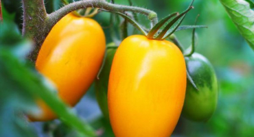 Odrůdové vlastnosti rajčat nepas