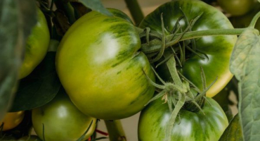 Odrůdová charakteristika rajčatově čokoládového zázraku