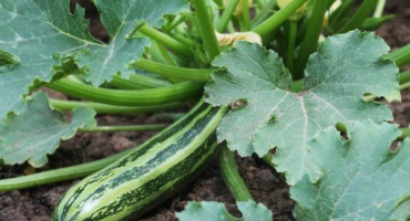 Odrůdové rysy cukety zebra