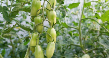 Odrůdové rysy rajčatových banánových nohou