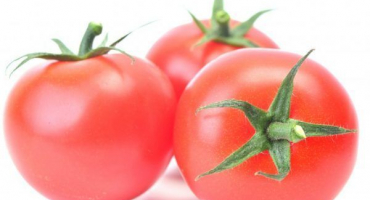 Odrůdové rysy rajčatové intuice