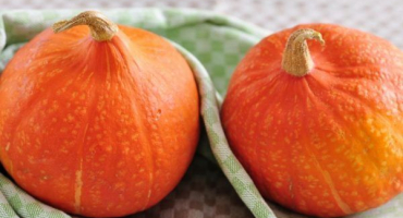 Odrůdové znaky dýně hokkaido