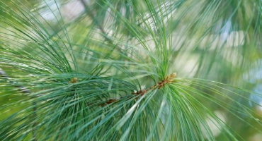 Himalájská borovice (griffith) - co tento nadýchaný zázrak potřebuje