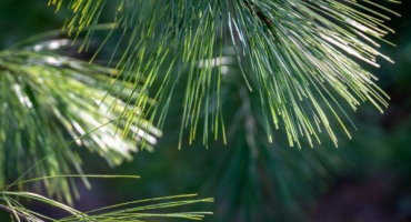Borovice vejmutovka a její nadýchané odrůdy