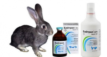 Složení a návod k použití baytrilu pro králíky, dávkování