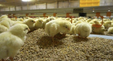 Složení krmné směsi pro krmení brojlerů a recept na její vlastní výrobu