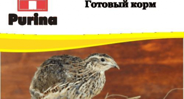 Složení purinu pro křepelky a klady a zápory krmných směsí, jak podávat