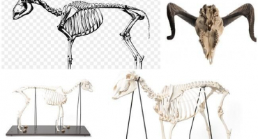 Součásti kostry ovce, anatomie končetin a mechanika pohybu