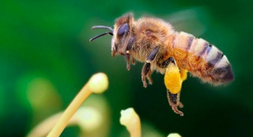 Stav a perspektivy včelařství ve sverdlovské oblasti, včelí plemena