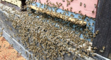 Specifika umělého rojení včel a základní techniky, pravidla