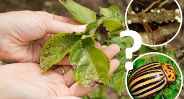 Seznam hlavních škůdců brambor a jak se s nimi vypořádat