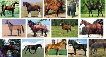 Seznam a popisy 40 nejlepších koňských plemen, charakteristik a jmen