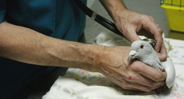 Seznam léků pro holuby