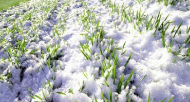 Seznam top 5 nejlepších zimních skleníkových plodin a k čemu jsou, práce ve skleníku